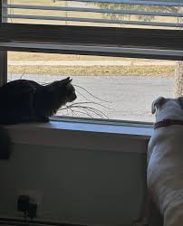 Sage's adoption fee is covered!*** Sage is still available for adoption!  This sweet girl was