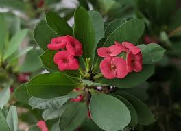 Image result for Euphorbia milii