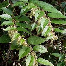 Image result for Loxodera bovonei