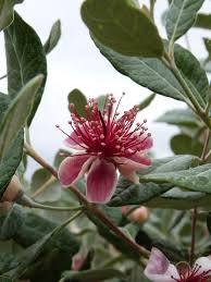 Image result for Feijoa sellowiana