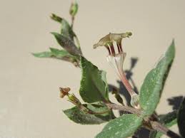 Image result for Ceropegia rendallii