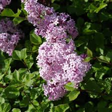 Image result for Syringa meyeri ´Palibin