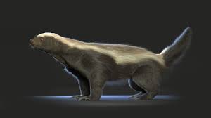 Honey Badger Dimitris Ventas On Artstation At Https Www Artstation Com Artwork Vx2x6 Honey Badger Badger Shoebill