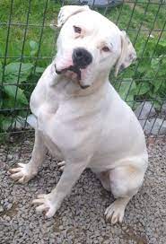 Aspenrare Aspenrare Females American Bulldog Puppies American Bulldog Bully Breeds Dogs