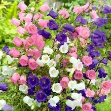 Canterbury Bells Medium Variety Selection In 2020 Biennial Plants Tree Lily Garden Seeds