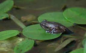 Maybe you would like to learn more about one of these? Daur Hidup Katak Mulai Dari Telur Berudu Hingga Katak Dewasa