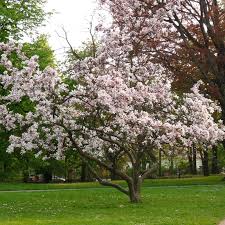 Image result for magnolia soulangeana