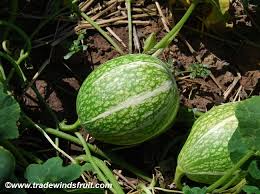 Image result for Cucumis zeyheri