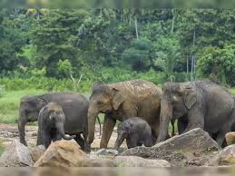 Project Elephant census 2025