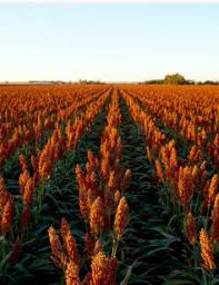 Albert Kotzur Obituary (1941