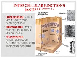 Gap junctions possess some intercellular space, enabling movement of material. Chapter 6 A Tour Of The Cell Ppt Video Online Download