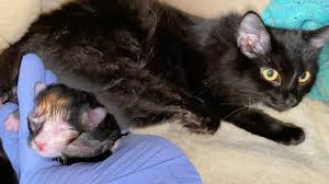How do you recognise pregnant cats? Pregnant Cat Giving Birth To 6 Different Color Kittens Youtube