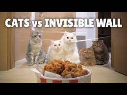 Cats Vs Invisible Wall Ft Chicken Youtube Cats Funny Cats Kitty