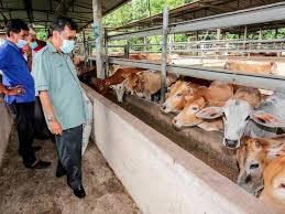 Jadual makanan lembu fidlot ni kena betul dan quantity makanan kena betul. Kerajaan Lulus Rm65 26 Juta Dalam Tempoh Empat Bulan