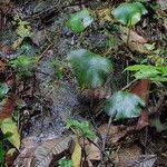 Image result for Antrophyum mannianum