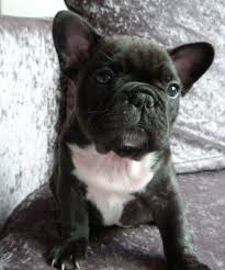 Our cute and adorable frenchies are very friendly with kids and other. French Bulldog Puppies For Sale Boone Nc 289472