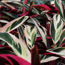 Image result for stromanthe