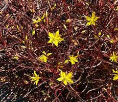 Image result for Lysimachia barbata