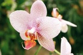 Orchidee Roquebrune Sur Argens Http Www Roquebrunesurargens Fr Loisirs Terroir Chocolat Www Roquebrunesurargens Fr Www Facebook Com Roquebrunesurargens