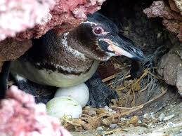 They are the only penguins that sometimes can reach waters of the northern hemisphere. Galapagos Penguin Population Conservation Effortsgalapagos Conservancy Inc