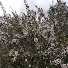 Spring is one of the four conventional temperate seasons, following winter and preceding summer. How Will The Manuka Flower This Summer Kauri Park