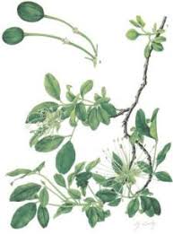 Image result for Maerua