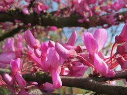 Arbre De Judee Gardencenter Ch