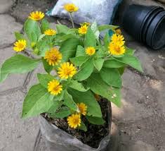 Belanja online fashion di matahari.com banyak keuntungan mulai dari cashback voucher sampai dengan bebas ongkos kirim hanya di matahari.com. Jual Tanaman Hias Bunga Matahari Mini Pohon Matahari Bunga Kecil Di Lapak Restu Bunda Flora Bukalapak