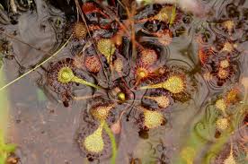 Image result for Drosera burkeana
