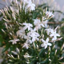 Image result for Jasminum meyeri-johannis