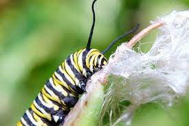Pin En Macro Animales