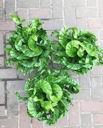 Birds Nest Fern Cats Asplenium Hurricane Fern Plants Plants Near Me Cat Plants