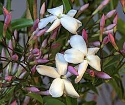Image result for Jasminum streptopus