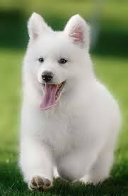 Find the perfect german shepherd puppy for sale in houston, texas at next day pets. All White German Shepherd Puppies Petsidi