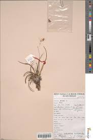 Image result for Xerophyta pseudopinifolia