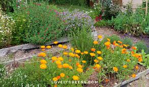 Maybe you would like to learn more about one of these? Healing Plants To Grow In A Salve Garden Lovely Greens