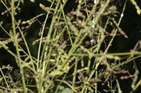 Image result for Desmodium distortum