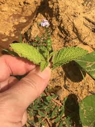 Image result for Heliotropium indicum