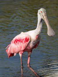 The roseate spoonbill is a large wader that may be found in south america, the caribbean and the gulf coast of the united states. Roseate Spoonbills In South Carolina The Naturalist S Notebook