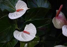 Photos Of Colombia Flowers Anthurium Andraeanum Anthurium Flamingo Flower Flowers