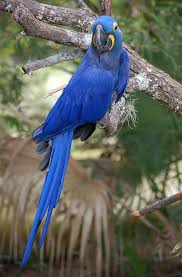 Birds Of Central Oregon Book Proper Grip Size On The Golf Clubs Arara Azul Grande Passaros Da Amazonia Animais Ameacados De Extincao