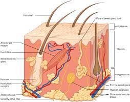 Pin By Lissi Lauridsen On Human Anatomi Og Fysiologi Skin Anatomy Skin Structure Integumentary System