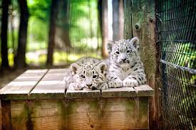 Maybe you would like to learn more about one of these? Cape May County Zoo Is One Of Our Favorite Things To Do In New Jersey And Here S Why