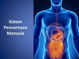 Sistem pencernaan manusia adalah sebuah sistem yang membantu manusia dalam mencerna makanan dan minuman yang dikonsumsinya menjadi zat yang lebih mudah dicerna oleh tubuh dan diambil berbagai kandungan di dalamnya yang berguna pada organ dalam dan bagian tubuh secara. Sistem Pencernaan Manusia Ppt Download