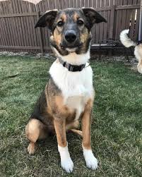Meet our beautiful and loving tempered little collies! The Shollie All About The Border Collie German Shepherd Mix K9 Web