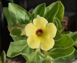 Image result for Pterodiscus aurantiacus