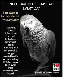 African Grey Parrot Care African Grey Parrot Funny African Grey Parrot African Grey