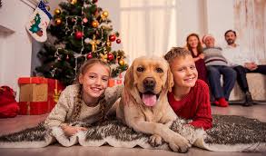 If you're like many dog lovers, you probably have collected a few holiday photos of your own furry friends. 22 Dos And Don Ts When Spending Christmas With Dogs