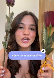 Cómo Secar Una Rosa