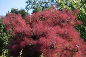 30 Purple Smoke Tree Shrub Smokebush Cotinus Coggygria Rhus Etsy Smoke Bush Smoke Tree Purple Smoke Bush